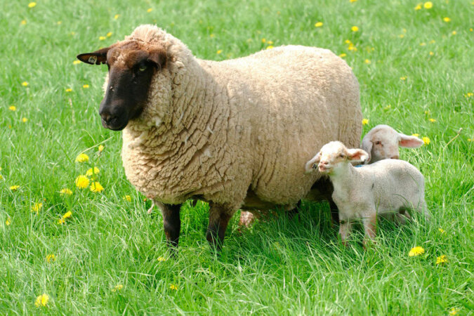 Weidefläche für Ihre Nutztiere