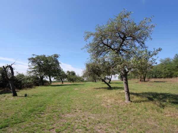 nahgelegene Streuobstwiesen