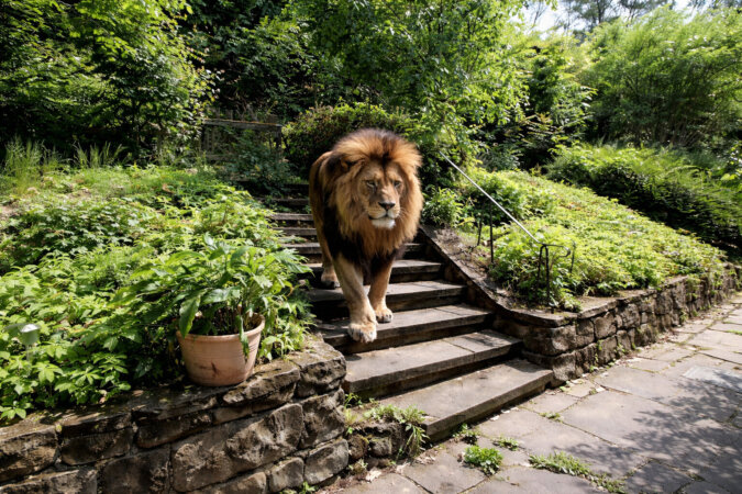 KI-Visualisierung - ein Spaziergang durch den eigenen Garten