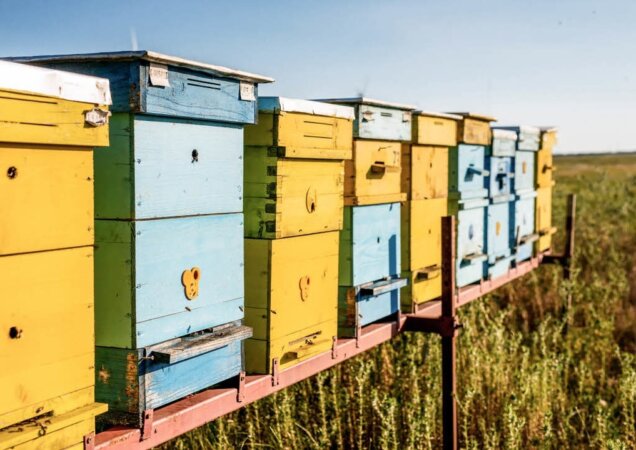 Aufstellort für Ihre Bienenkästen