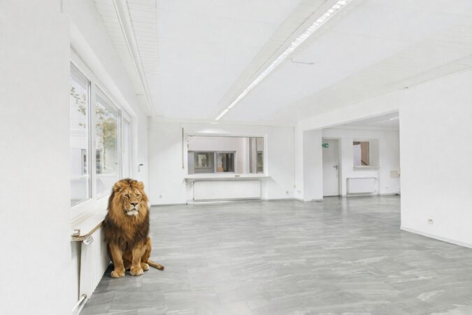 viele Optionen mit Löwe