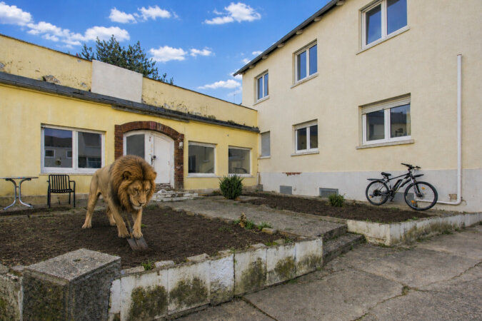 Löwe ist fleißig
